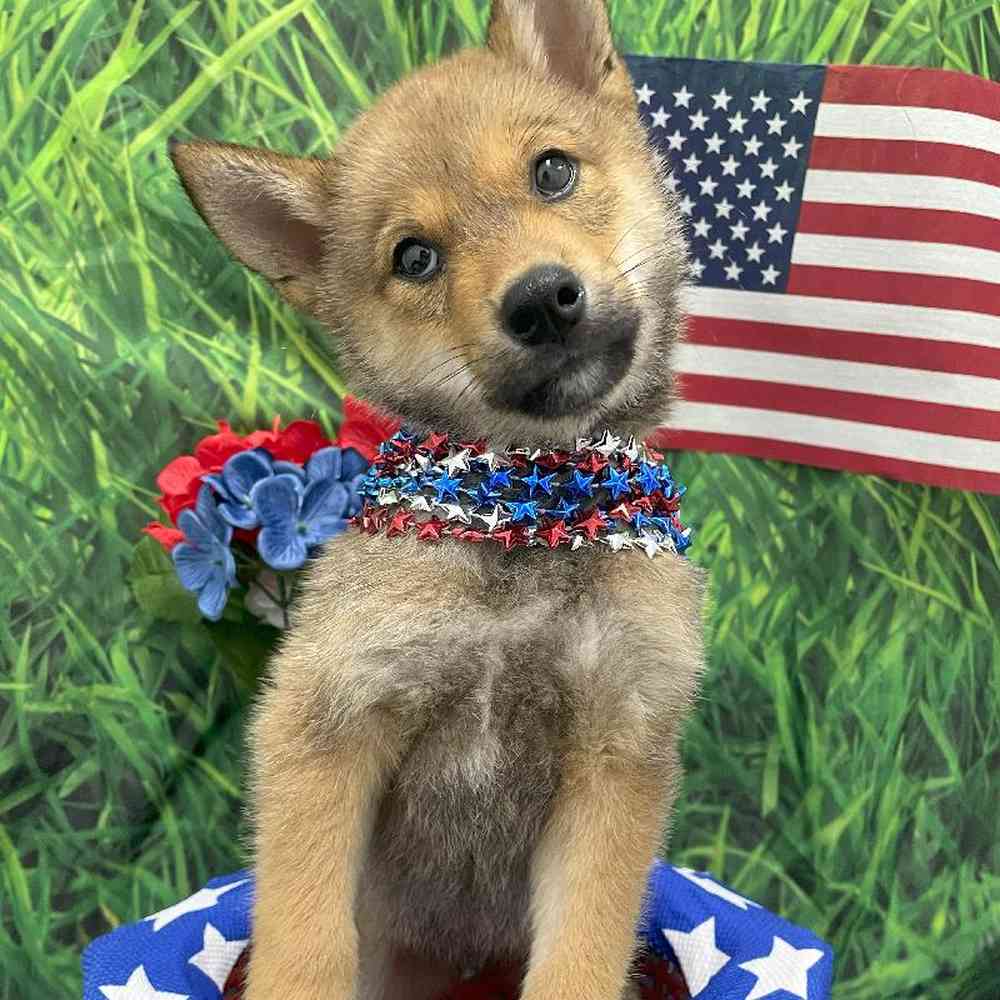 Male Shiba Inu Puppy for Sale in Little Rock, AR