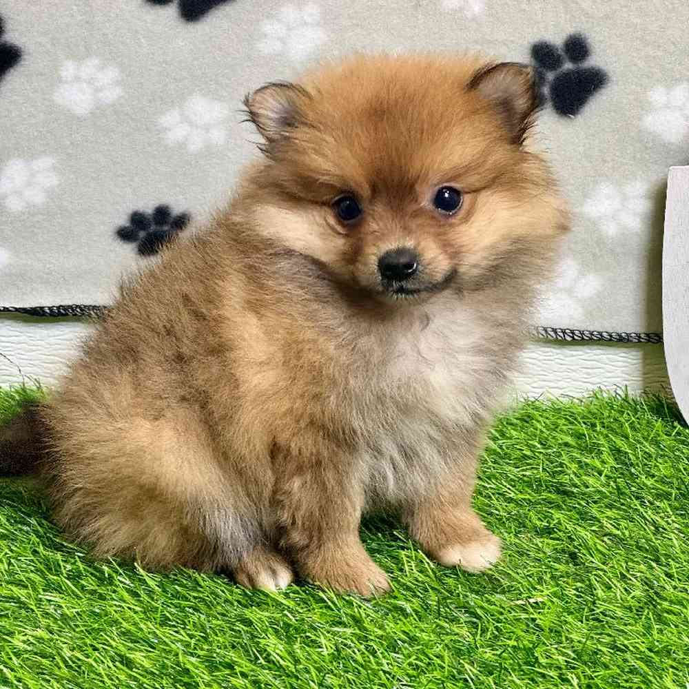 Female Pomeranian Puppy for Sale in ,