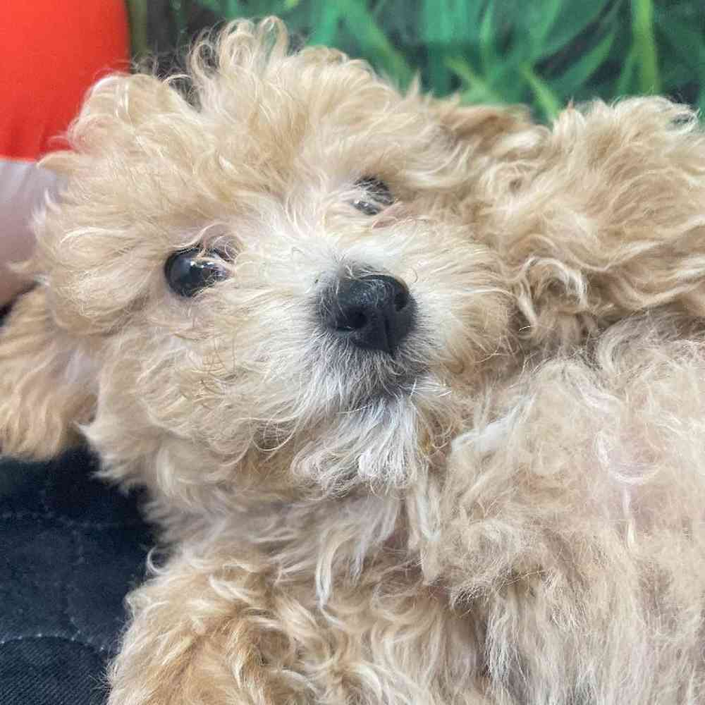 Male Maltipoo Puppy for Sale in Little Rock, AR