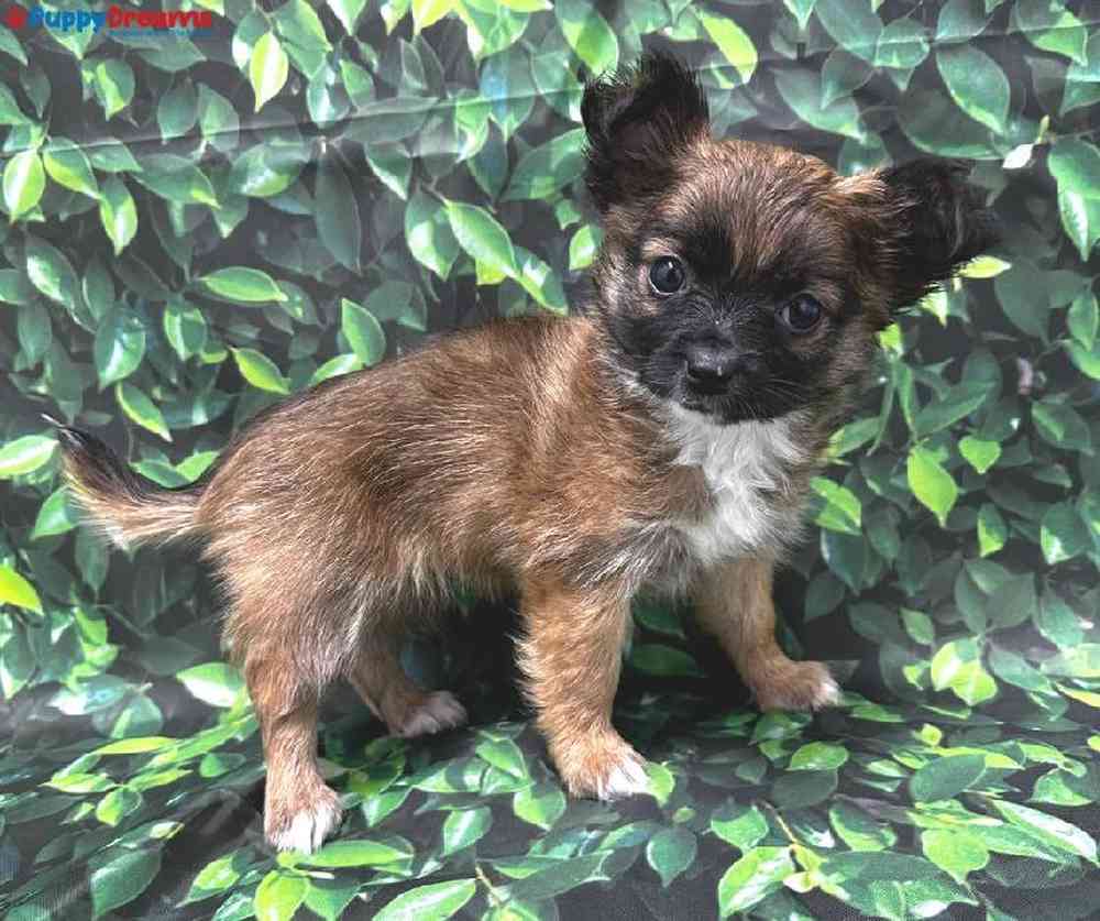 Female Chihuahua Puppy for Sale in Little Rock, AR