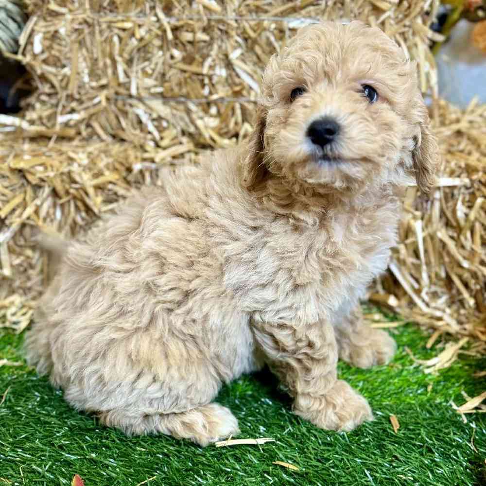 Female Maltipoo Puppy for Sale in Arlington, TX