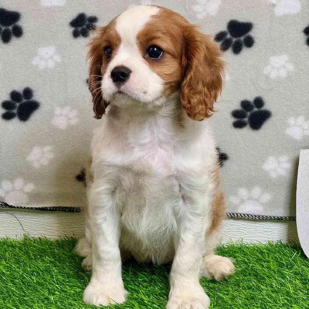 Female Cavalier King Charles Spaniel Puppy for Sale in Arlington, TX