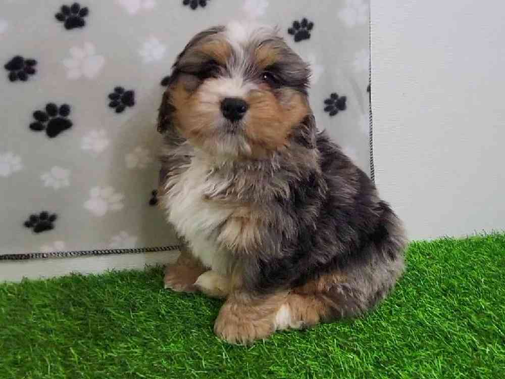 Male Bernedoodle Puppy for Sale in Arlington, TX