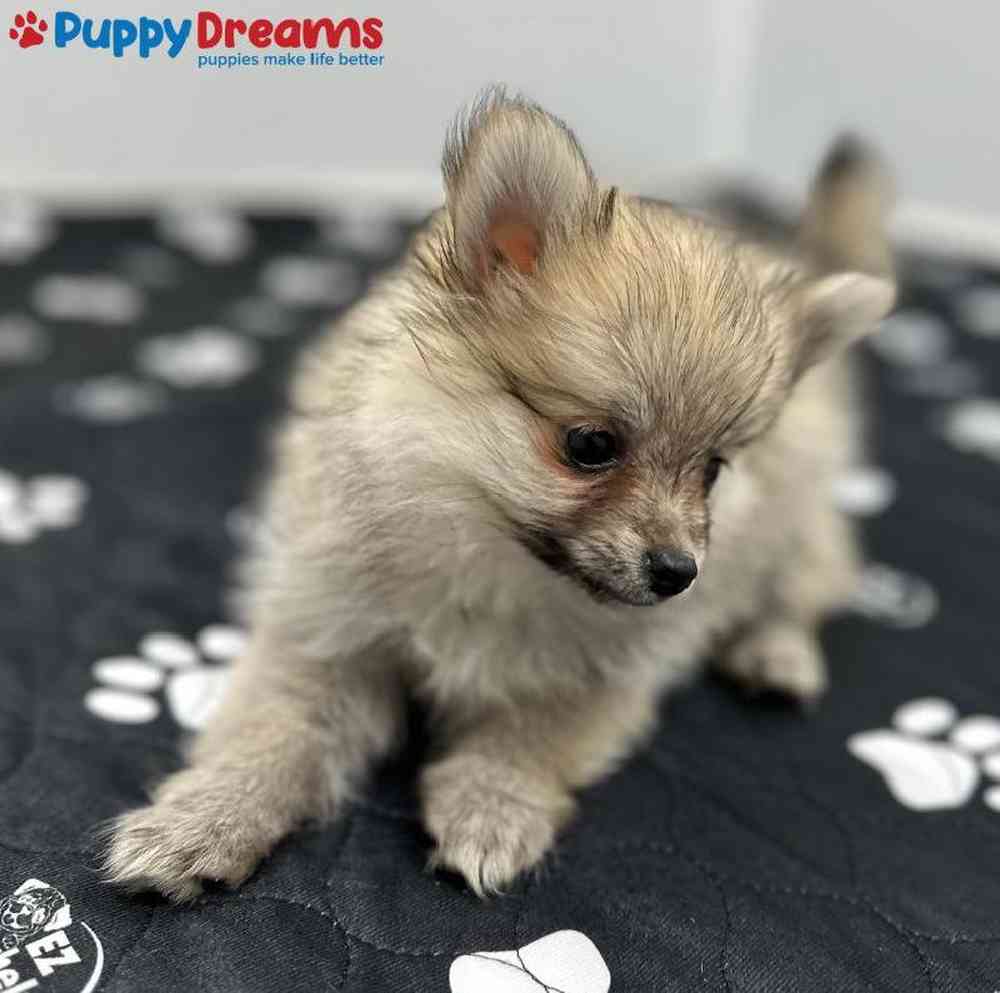 Female Pomeranian Puppy for Sale in Arlington, TX