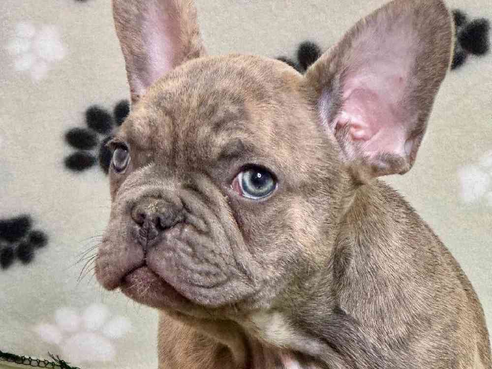 Male French Bulldog Puppy for Sale in ,