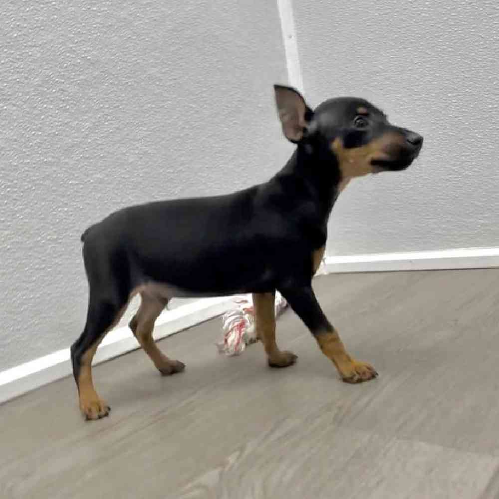 Male Mini Pinscher Puppy for Sale in Little Rock, AR