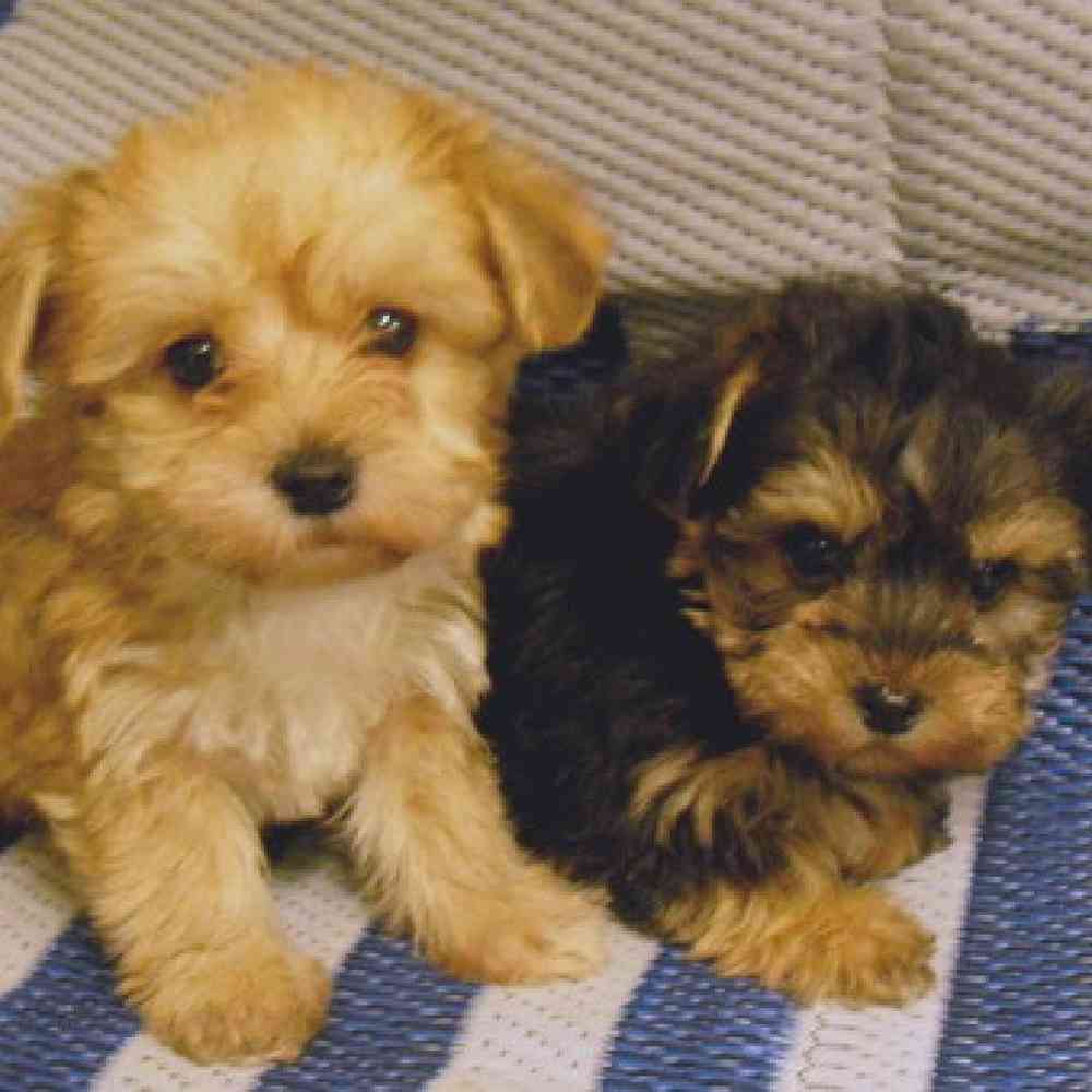 Yorkie-Poo Puppies for Sale