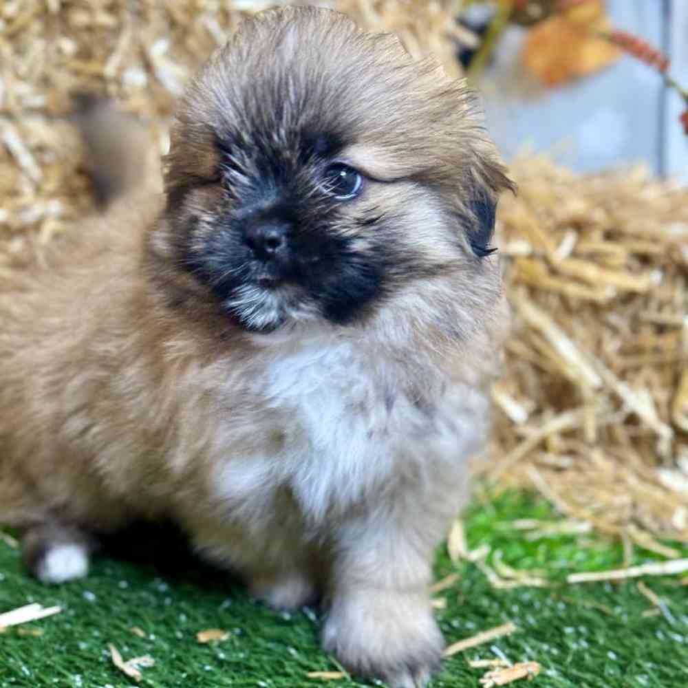 Male Shiranian Puppy for Sale in Garland, TX