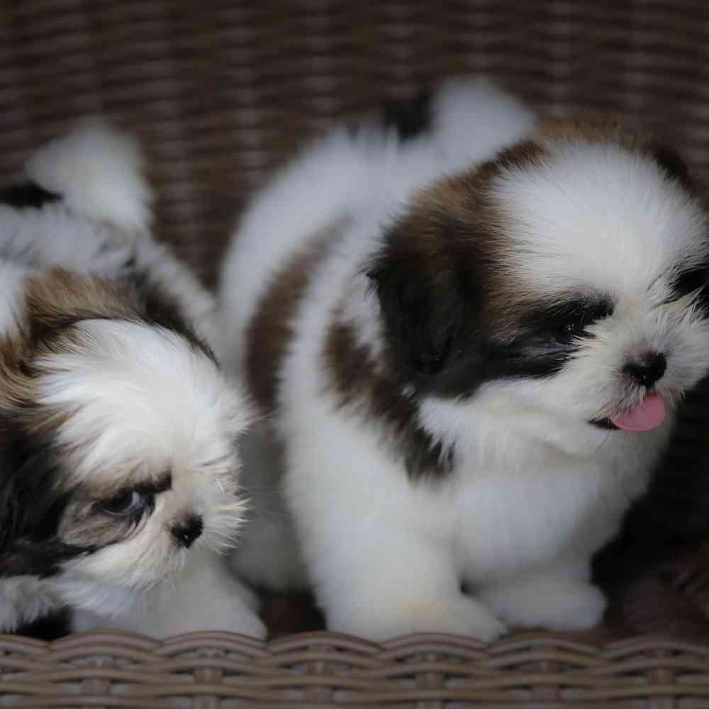 Shih Tzu image