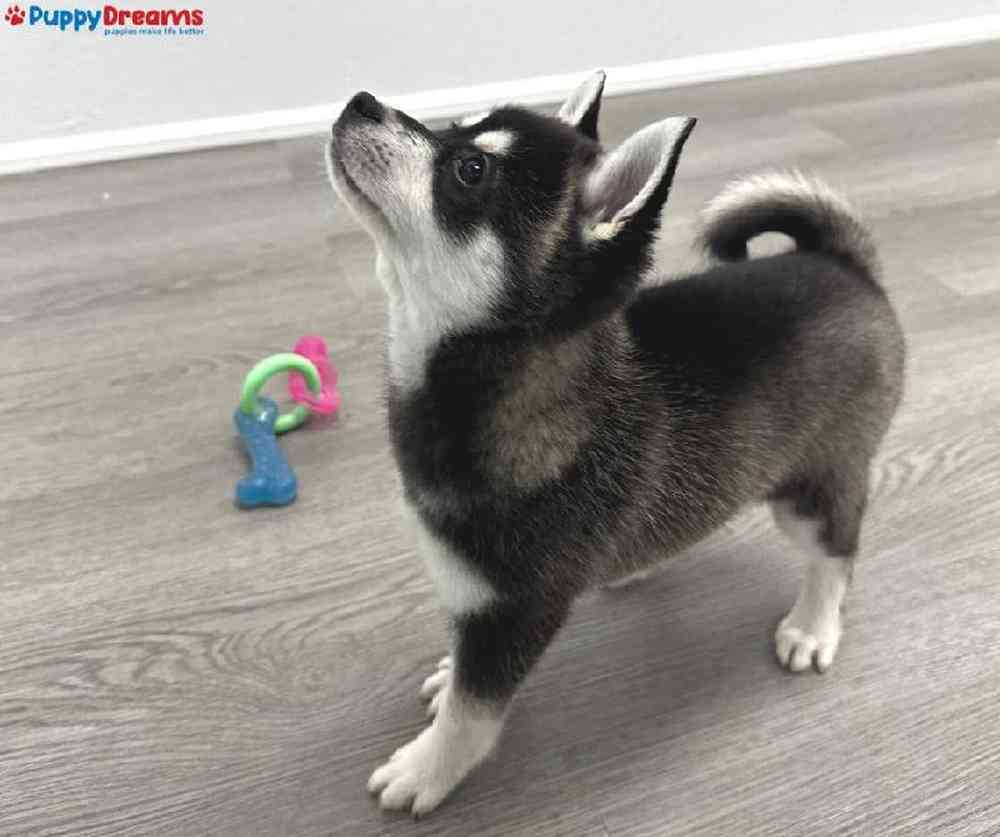 Male Alaskan Klee Kai Puppy for Sale in Little Rock, AR