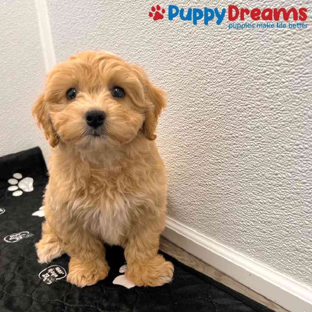 Male Maltipoo Puppy for Sale in Little Rock, AR