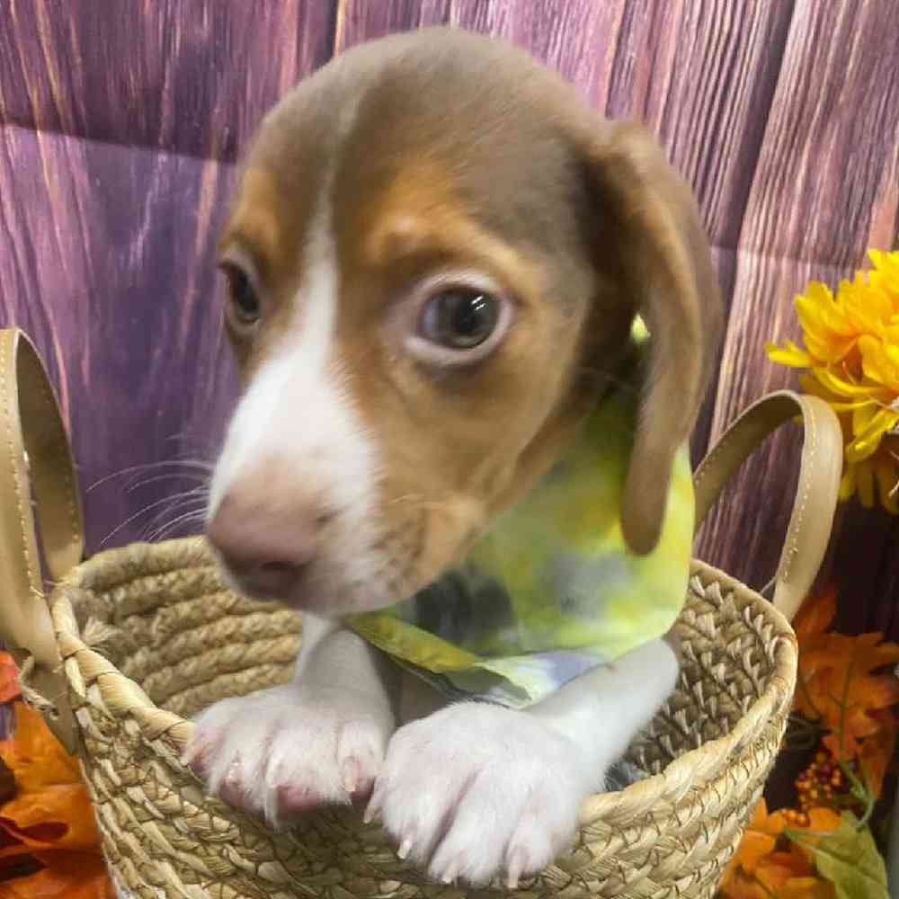 Male Beagle Puppy for Sale in Little Rock, AR