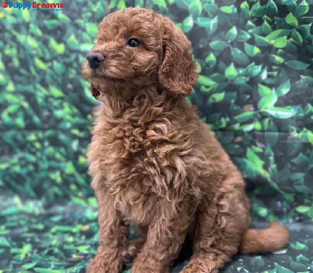 Male Mini Goldendoodle Puppy for Sale in Little Rock, AR