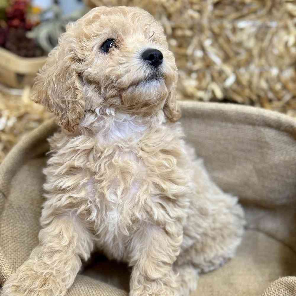 Female Maltipoo Puppy for Sale in Arlington, TX