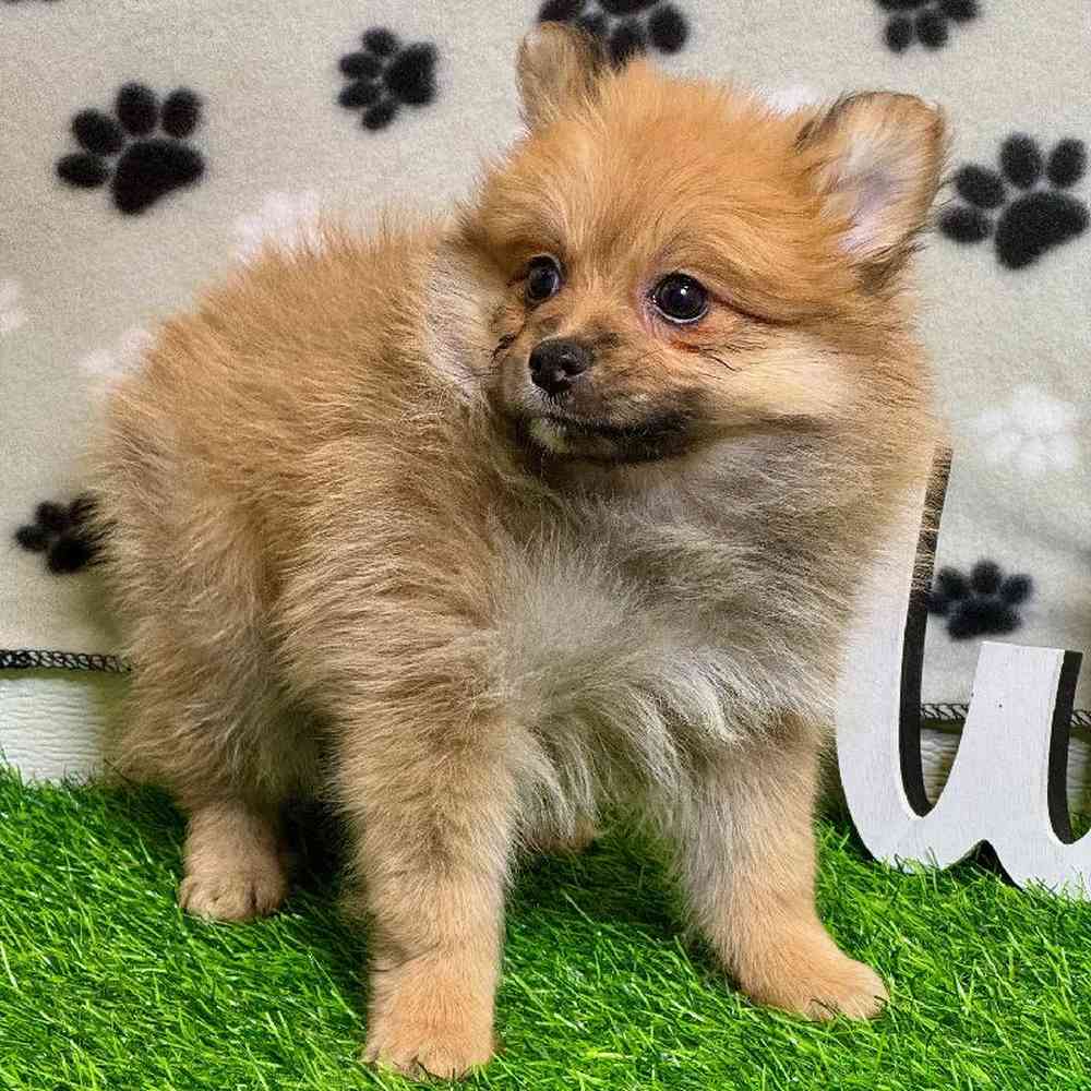 Female Pomeranian Puppy for Sale in ,