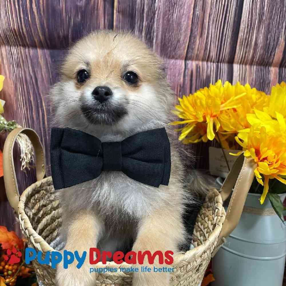 Male Pomeranian Puppy for Sale in Little Rock, AR
