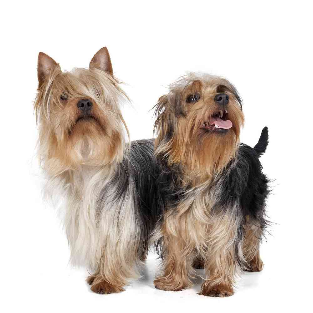 Silky Terrier Puppies for Sale