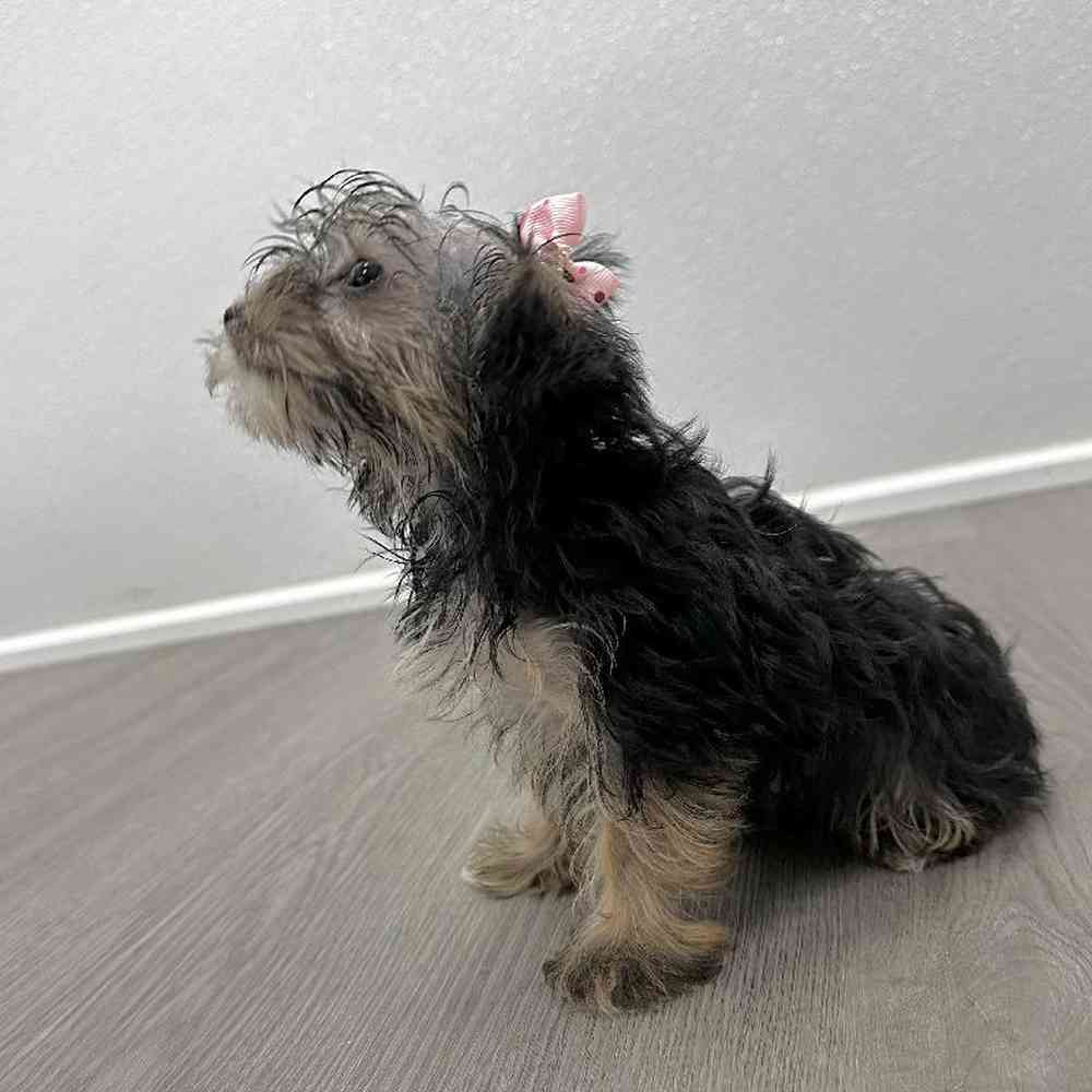 Female Morkie Puppy for Sale in Little Rock, AR