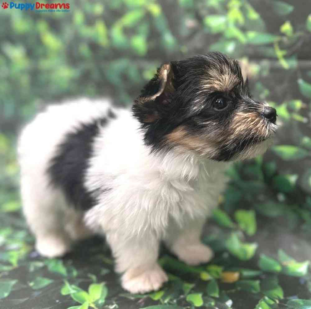 Male Parti Yorkie Puppy for Sale in Little Rock, AR