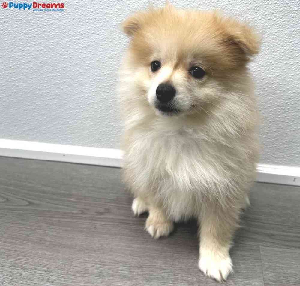 Male Pomsky Puppy for Sale in Little Rock, AR