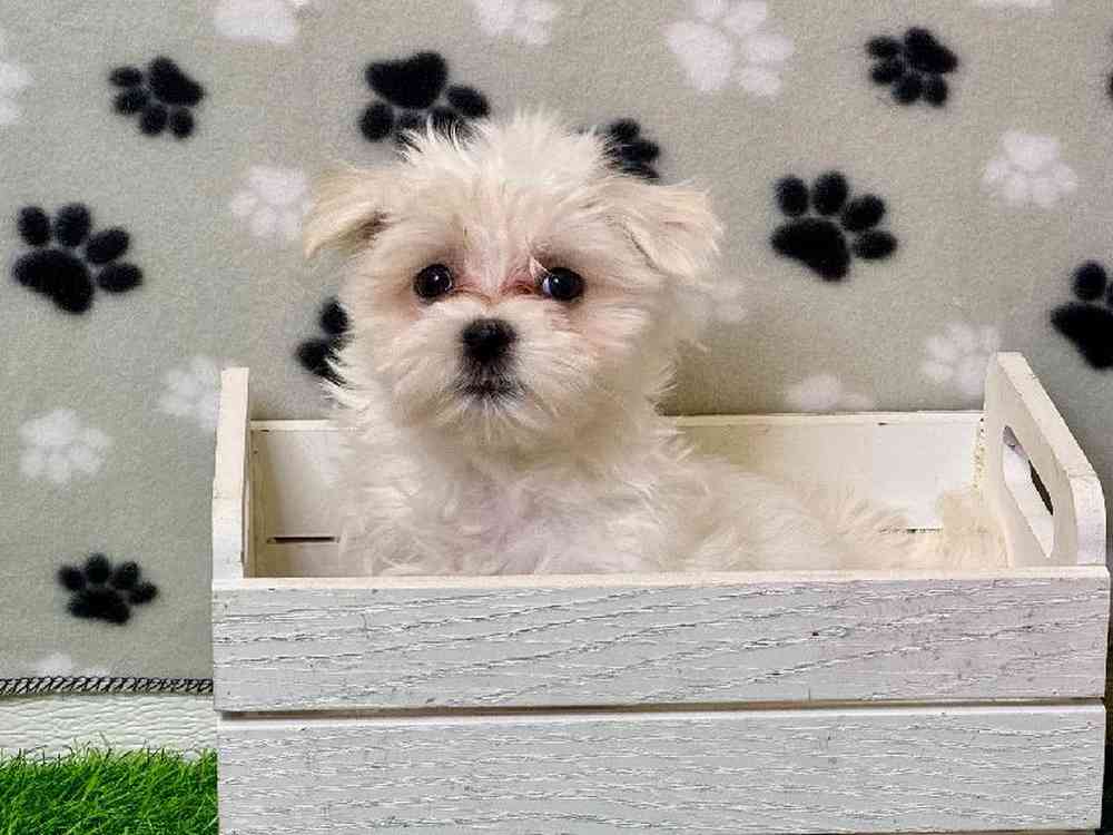 Female Maltese Puppy for Sale in Carrollton, TX