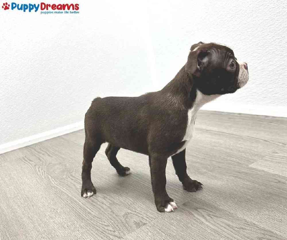 Female Boston Terrier Puppy for Sale in Little Rock, AR