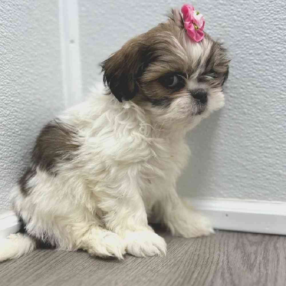 Female Shih Tzu Puppy for Sale in Little Rock, AR