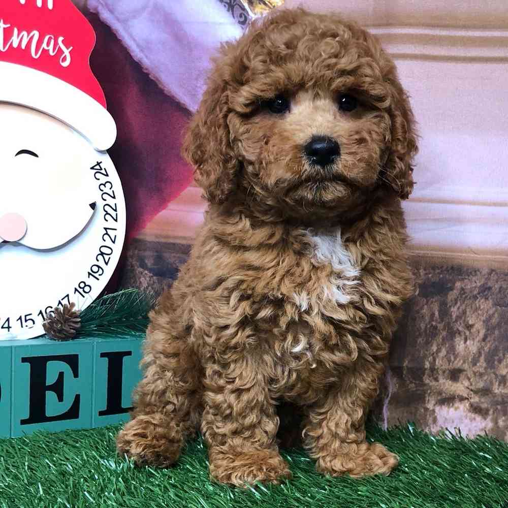 Mini Goldendoodle For Sale Garland TX