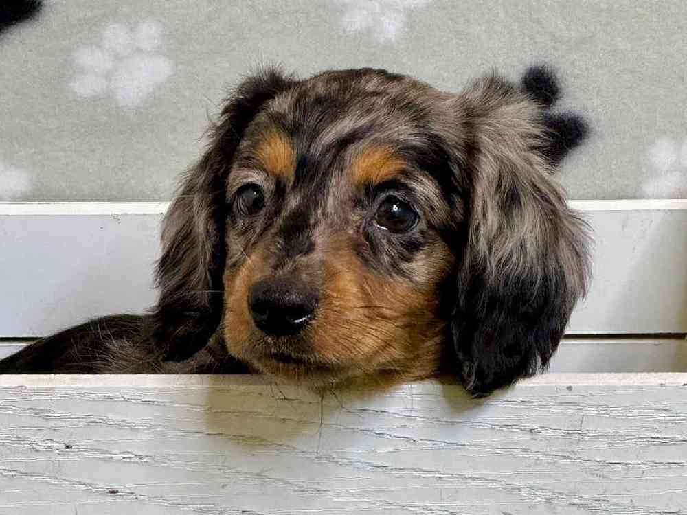 Female Dachshund Puppy for Sale in Arlington, TX