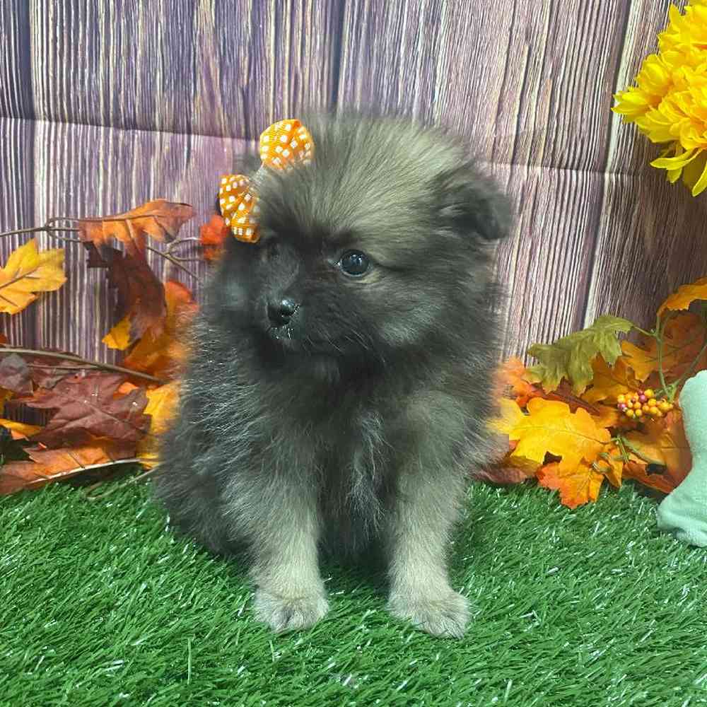 Female Pomeranian Puppy for Sale in Little Rock, AR