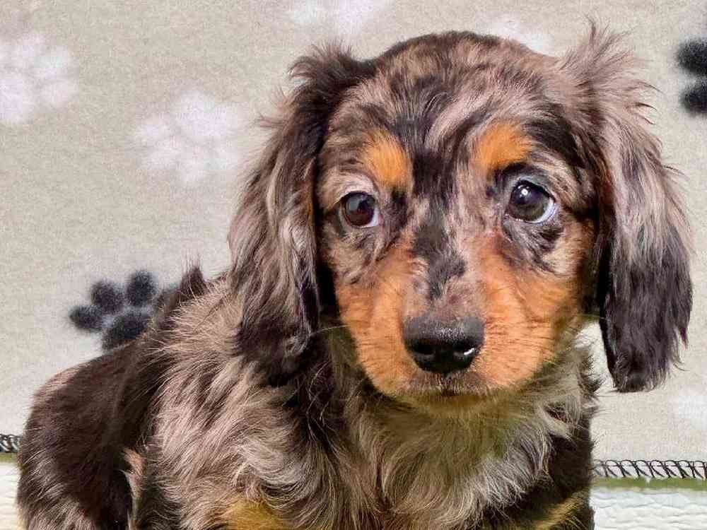 Female Dachshund Puppy for Sale in Arlington, TX