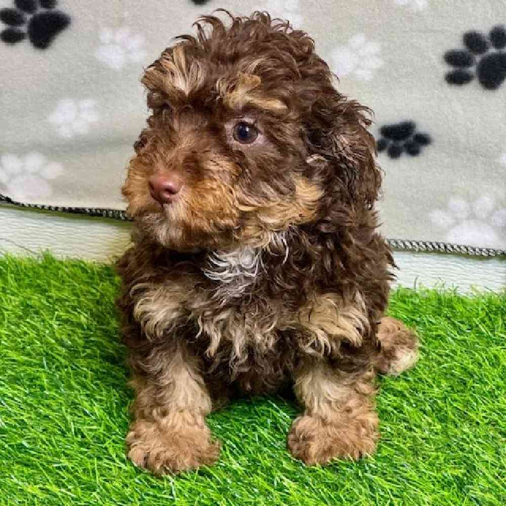 Female Mini Poodle Puppy for Sale in ,