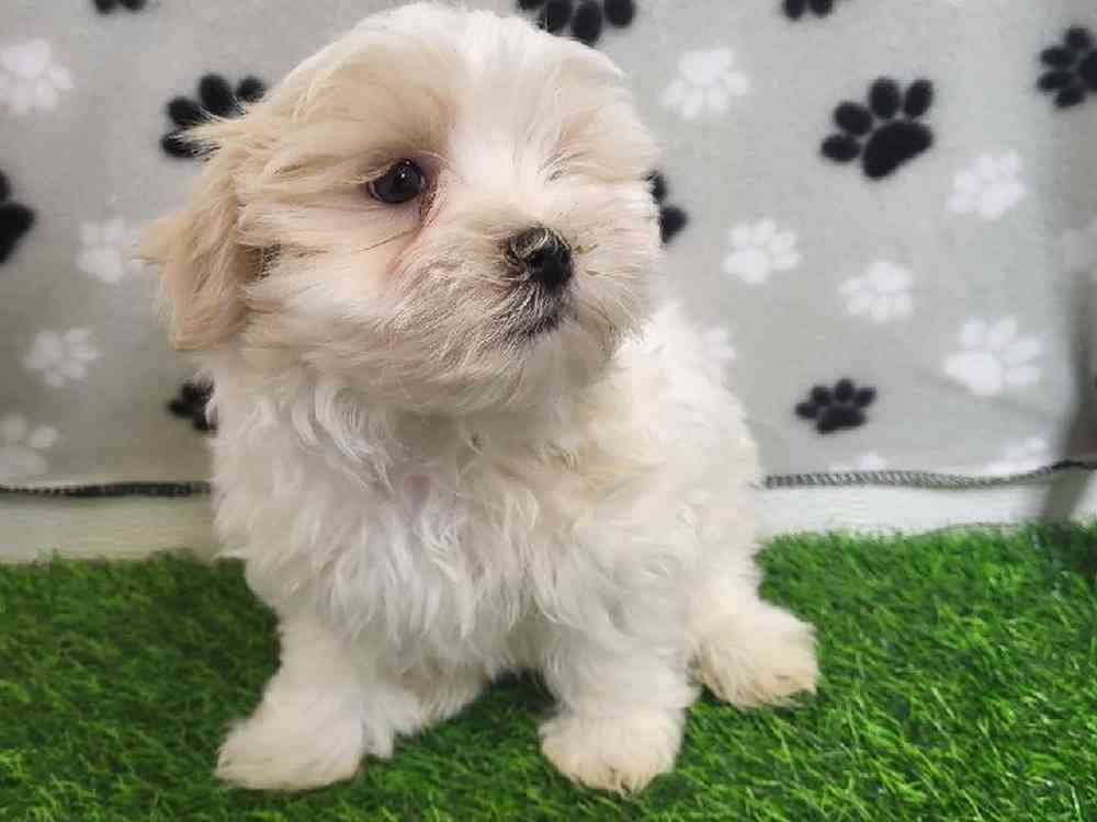 Male Malshi Puppy for Sale in ,