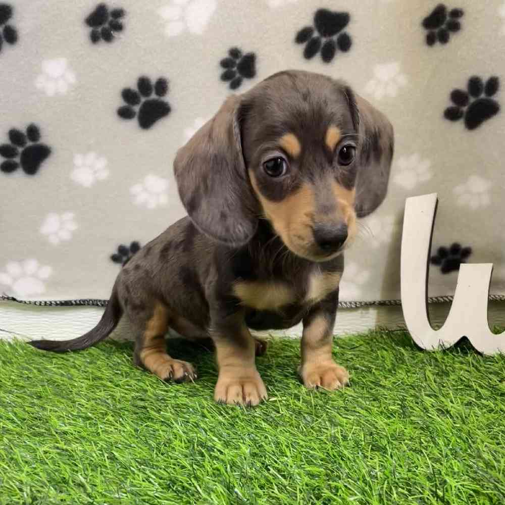 Female Dachshund Puppy for Sale in Arlington, TX