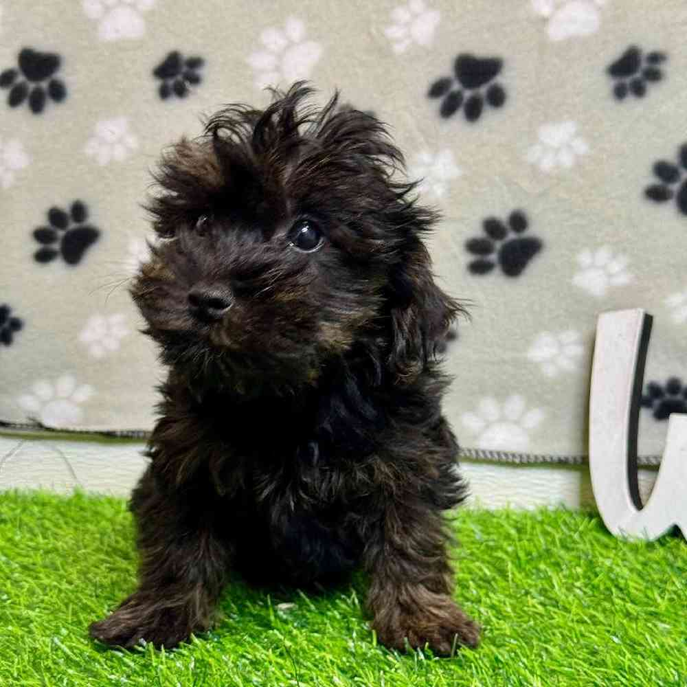 Female Yorkie-Poo Puppy for Sale in ,