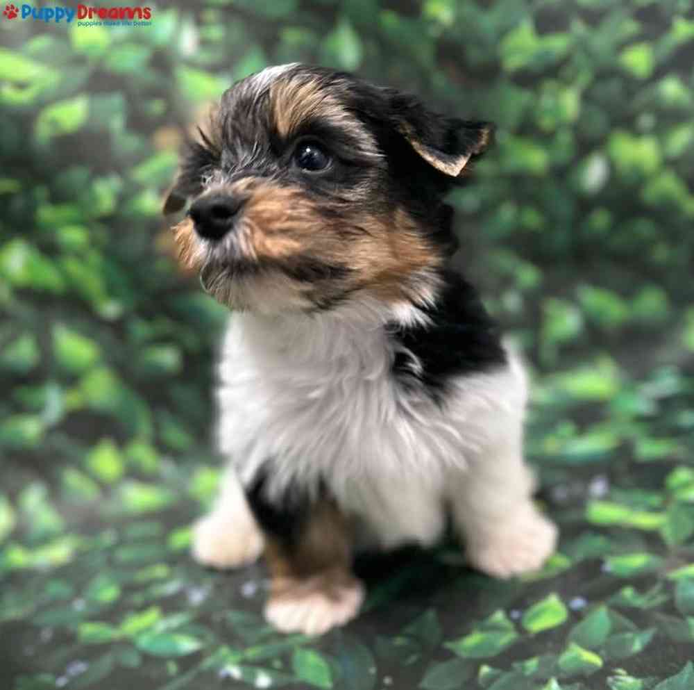 Male Parti Yorkie Puppy for Sale in Little Rock, AR