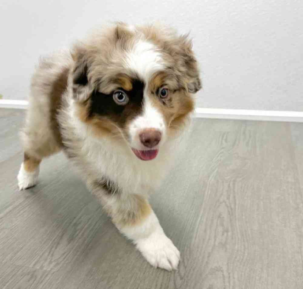 Male Australian Shepherd Puppy for Sale in Little Rock, AR