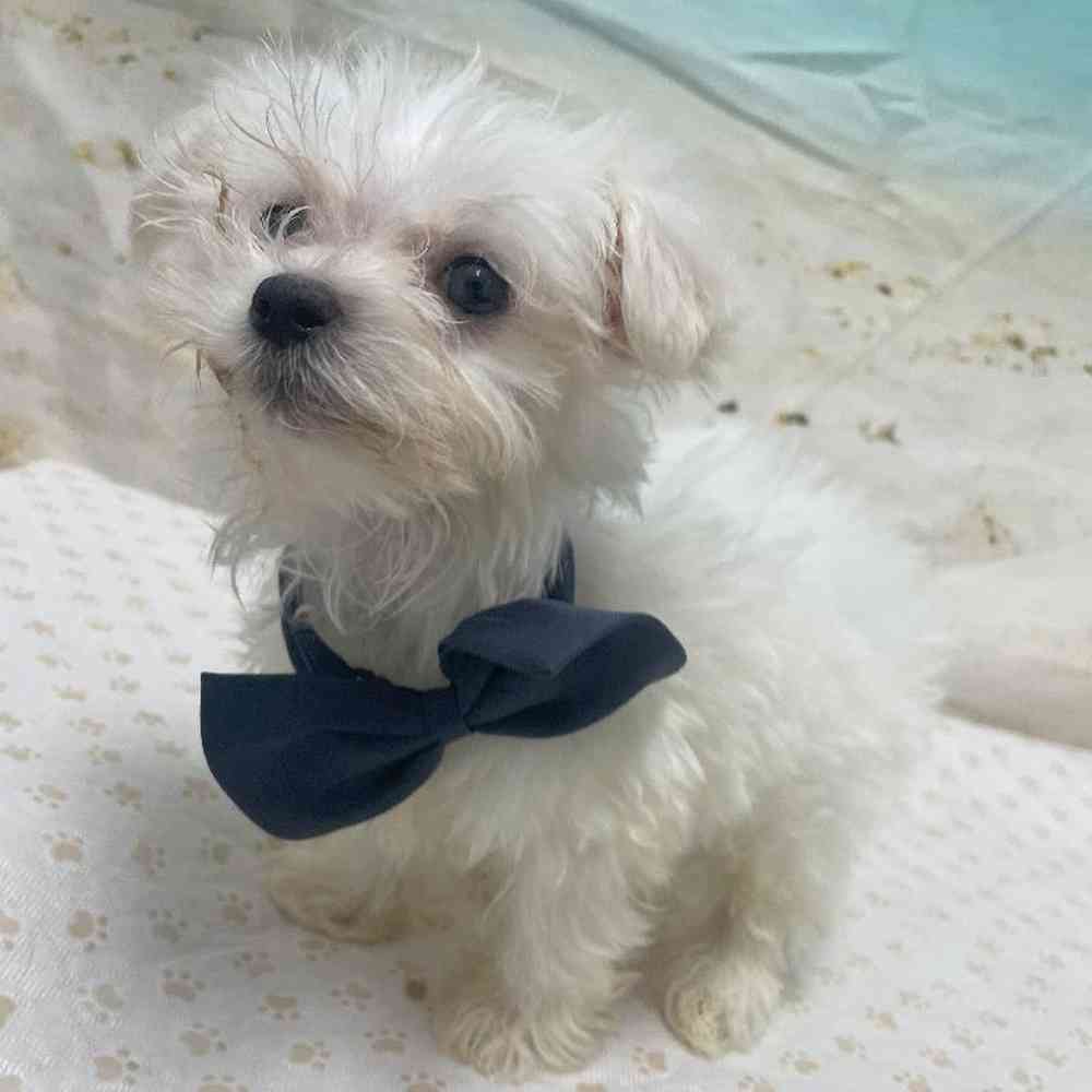 Male Maltese Puppy for Sale in Little Rock, AR