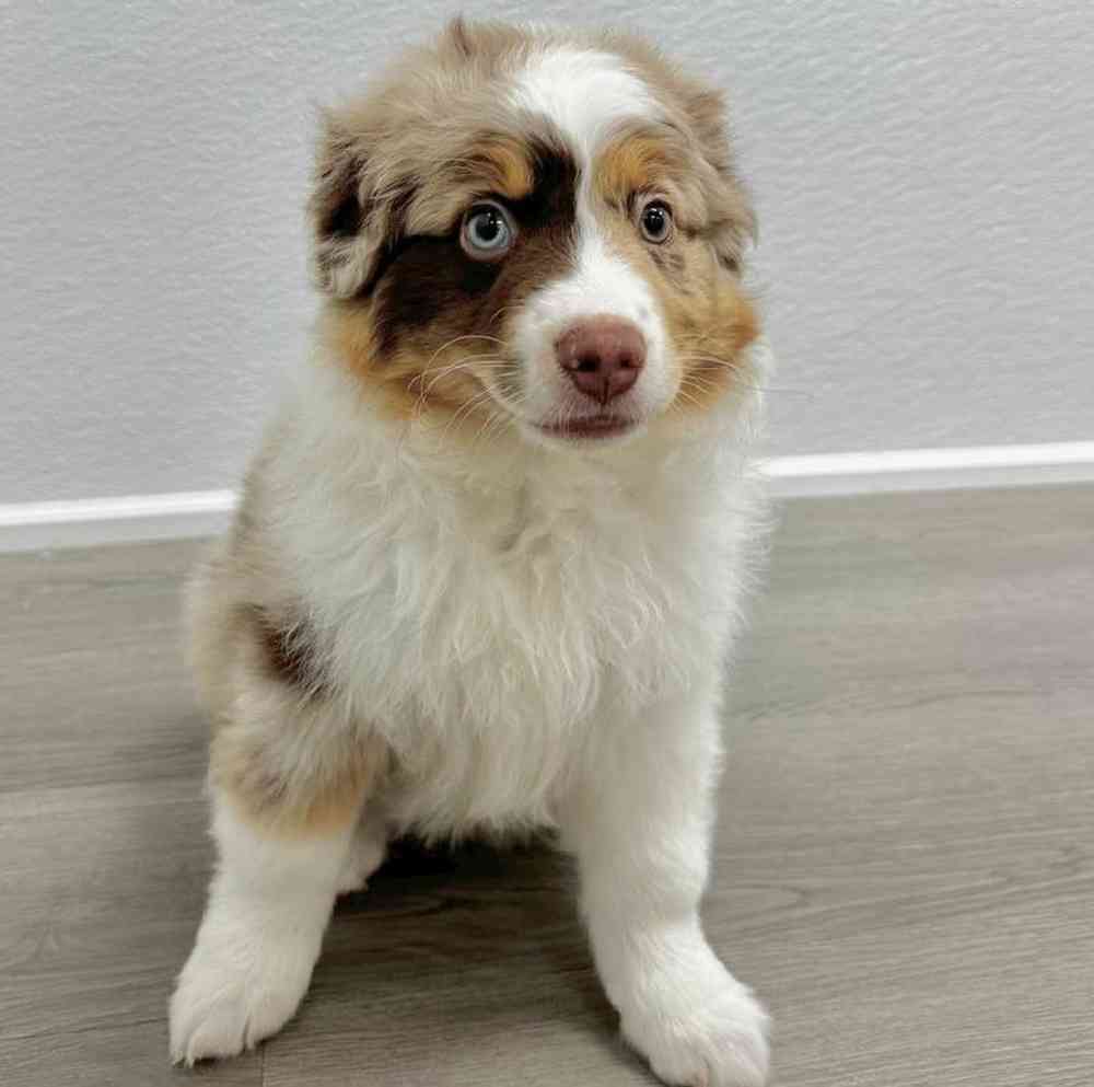 Male Australian Shepherd Puppy for Sale in Little Rock, AR