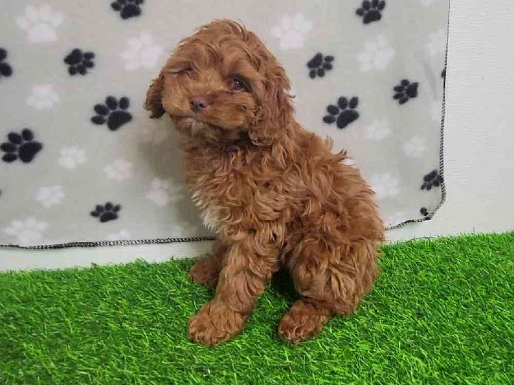 Female Cockapoo Puppy for Sale in ,