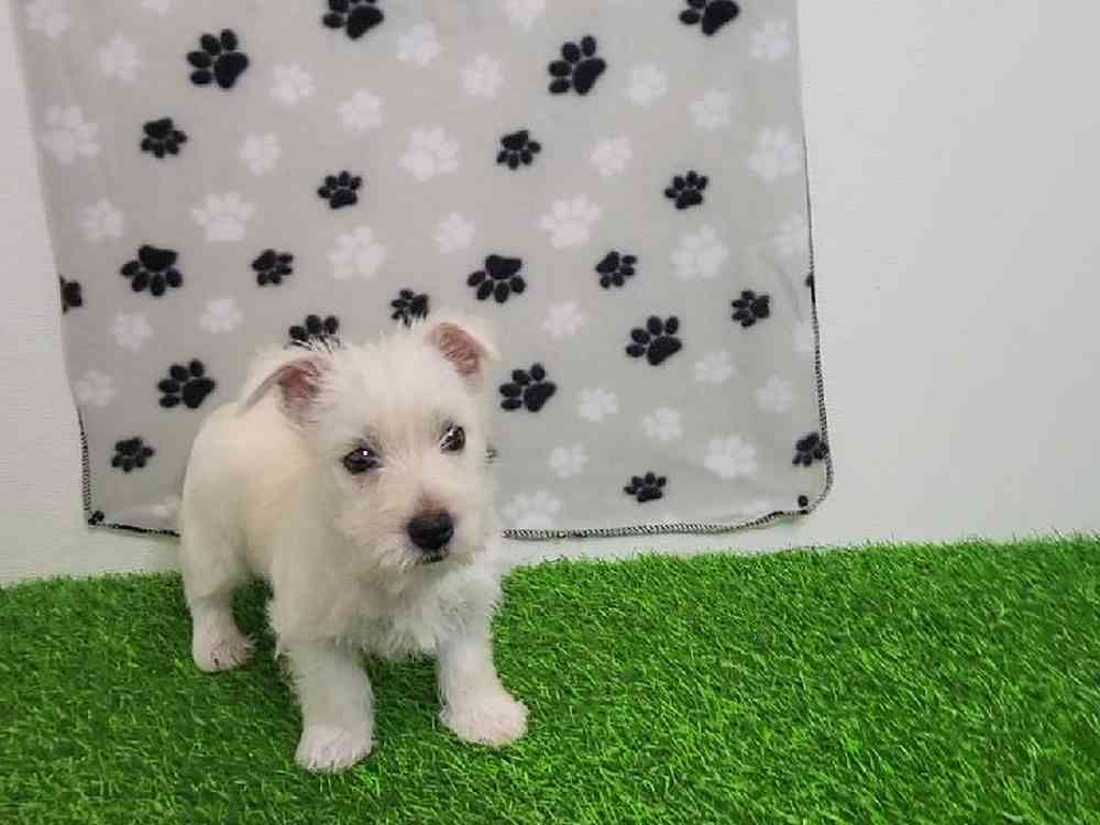 Female West Highland White Terrier Puppy for Sale in ,
