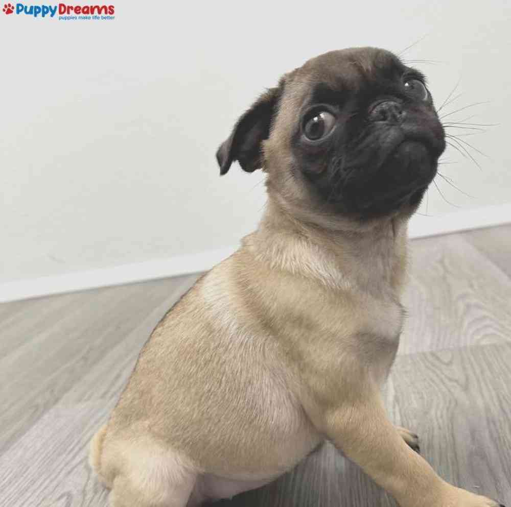 Female Pug Puppy for Sale in Little Rock, AR