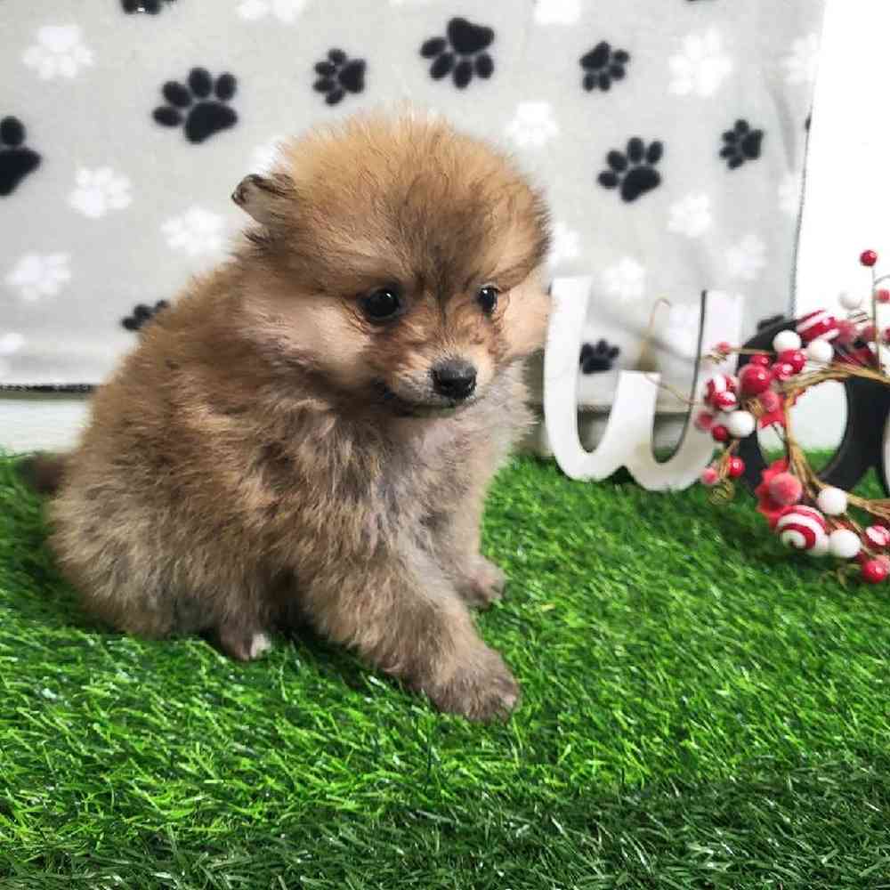 Male Pomeranian Puppy for Sale in ,
