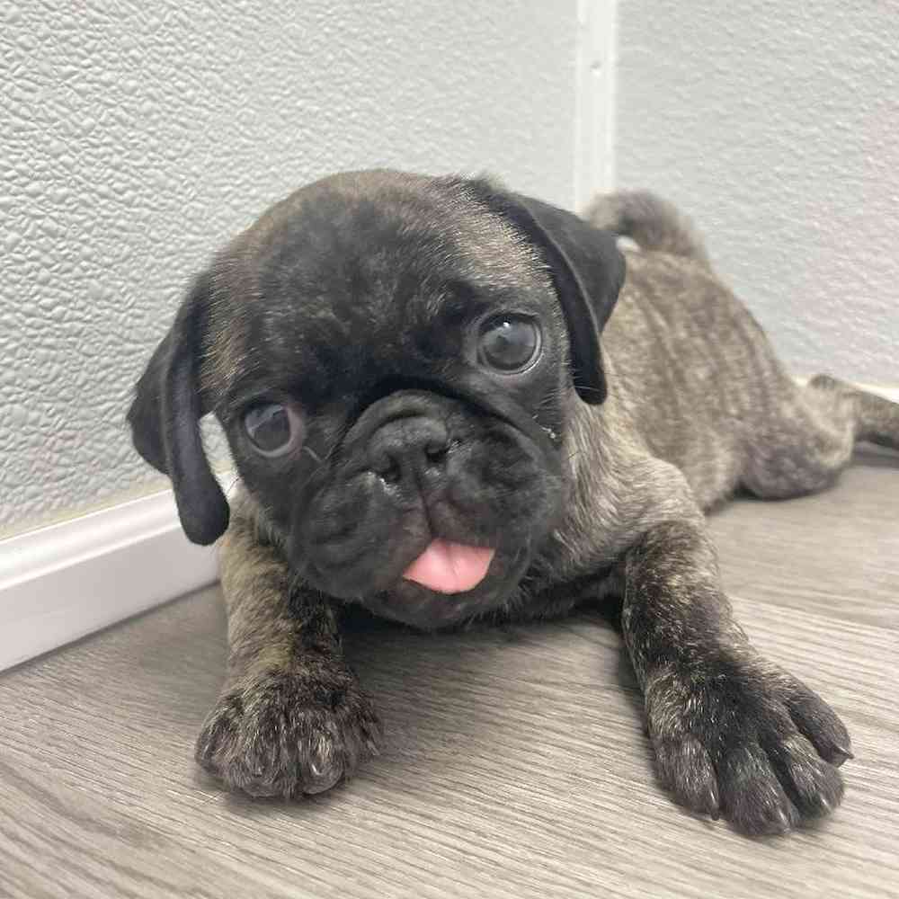 Male Pug Puppy for Sale in Little Rock, AR