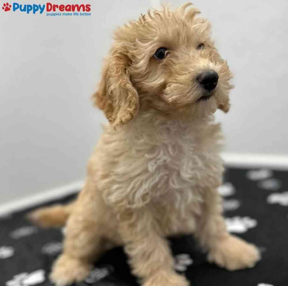 Male Goldendoodle Puppy for Sale in Little Rock, AR