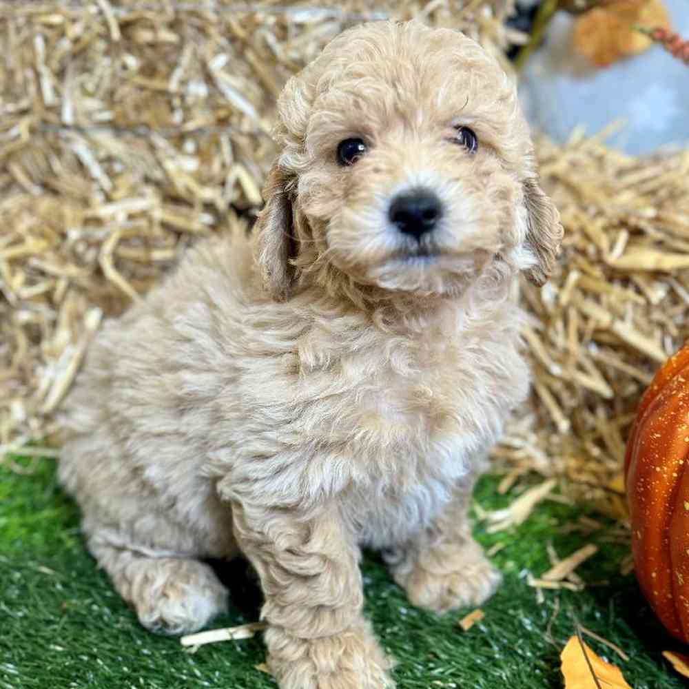Female Maltipoo Puppy for Sale in Arlington, TX