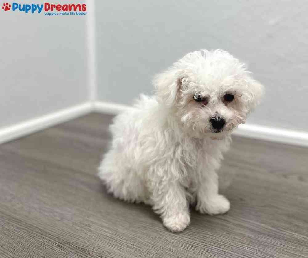 Female Bichon Puppy for Sale in Little Rock, AR