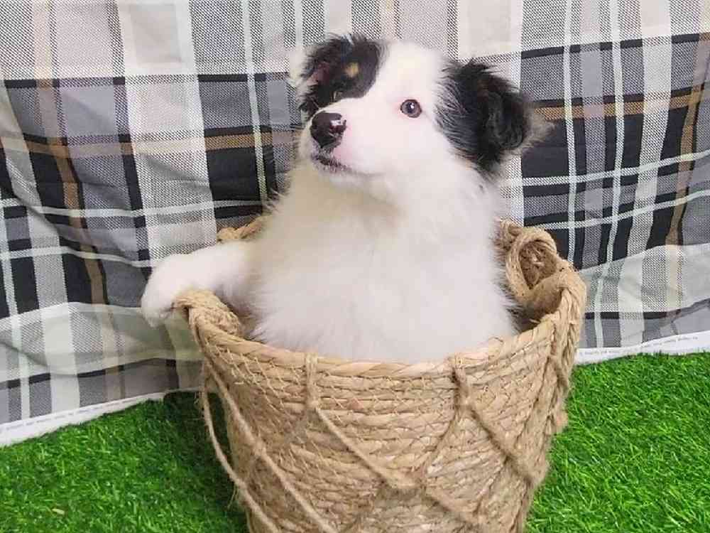 Female Australian Shepherd Puppy for Sale in ,