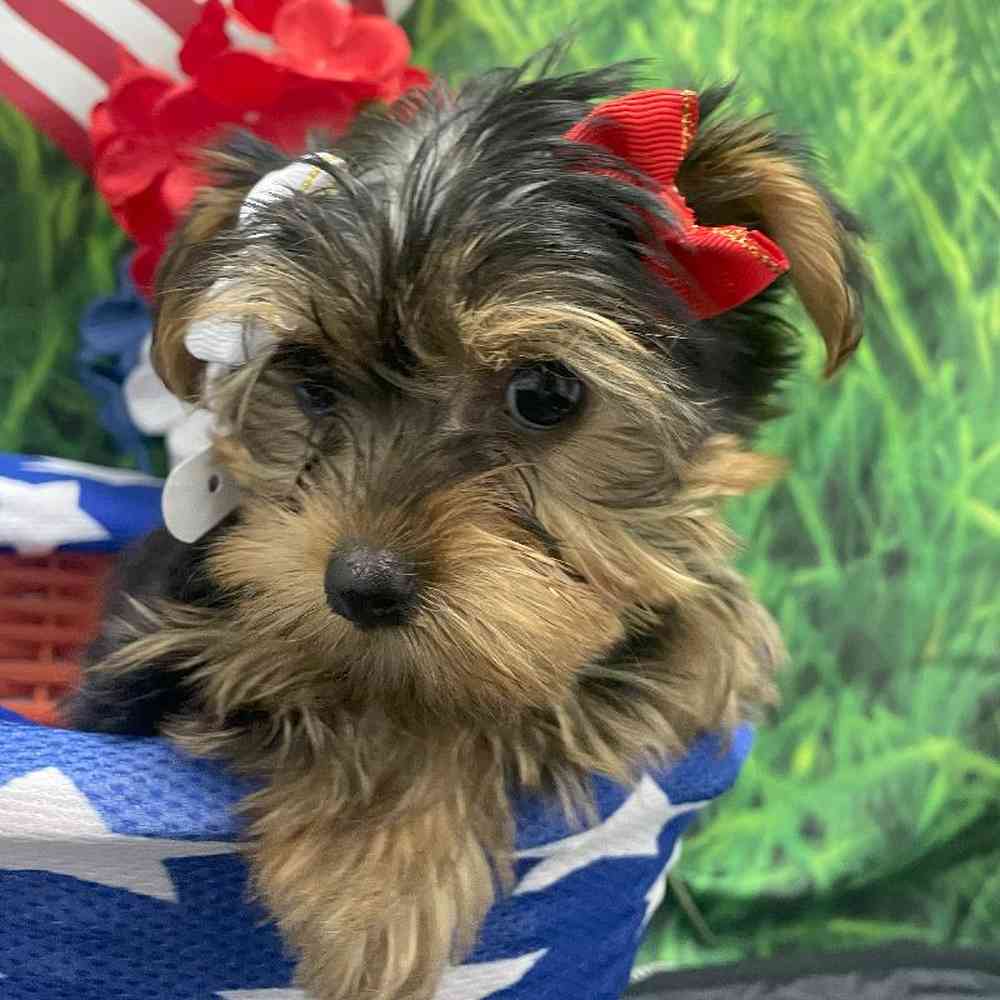 Yorkie For Sale South Little Rock AR