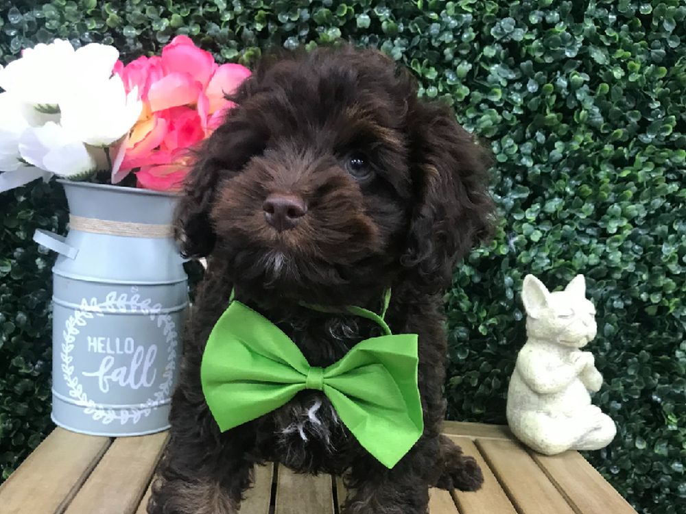Male Cockapoo Puppy for Sale in Little Rock, AR